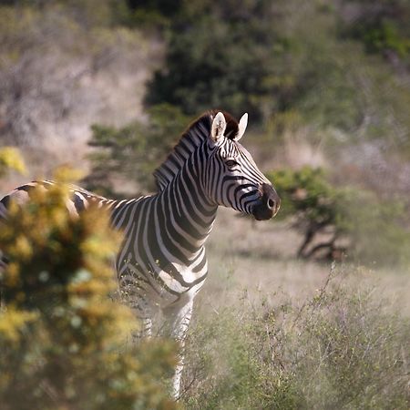 Bukela Game Lodge - Amakhala Game Reserve ภายนอก รูปภาพ