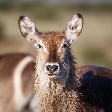 Bukela Game Lodge - Amakhala Game Reserve ภายนอก รูปภาพ