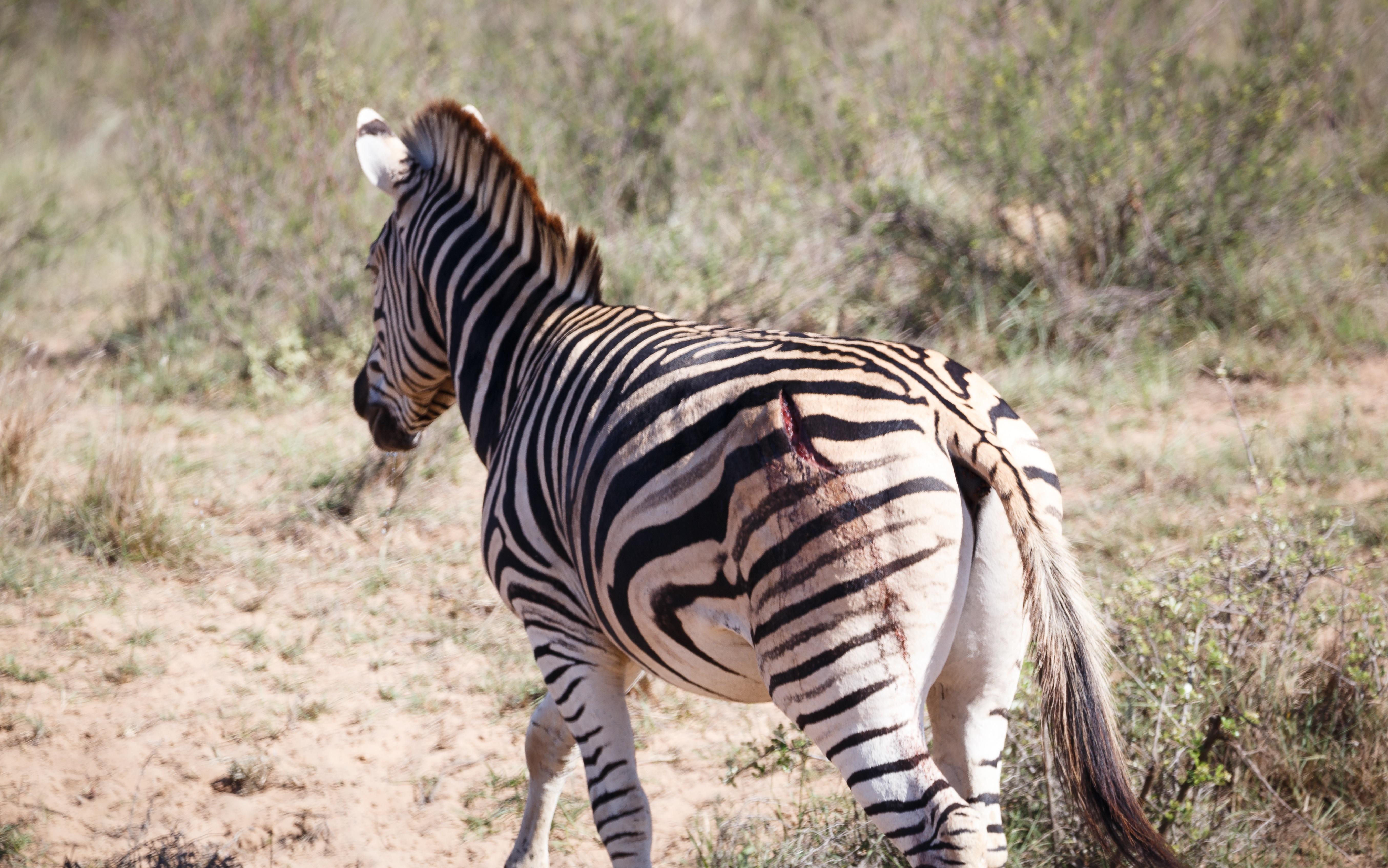 Bukela Game Lodge - Amakhala Game Reserve ภายนอก รูปภาพ