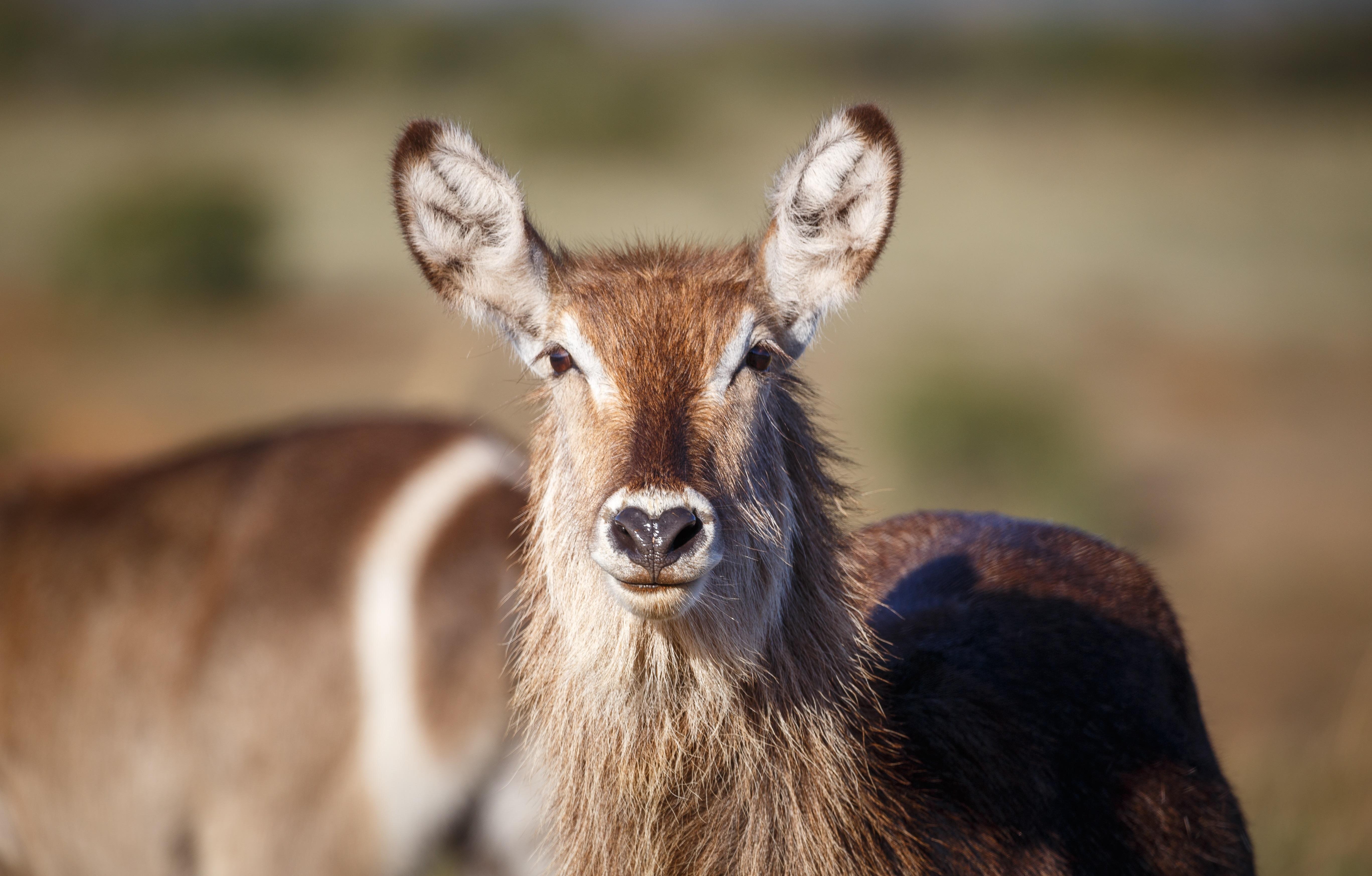 Bukela Game Lodge - Amakhala Game Reserve ภายนอก รูปภาพ