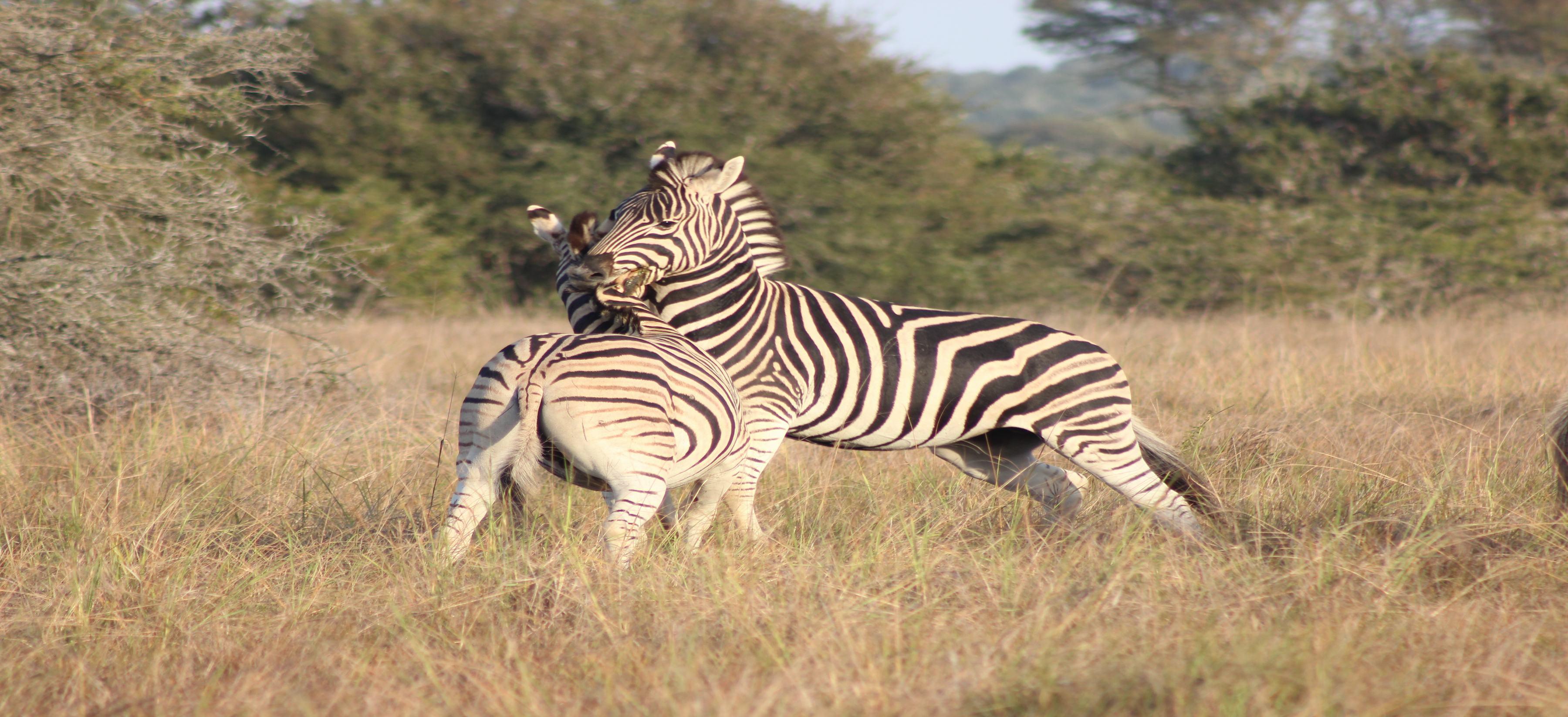 Bukela Game Lodge - Amakhala Game Reserve ภายนอก รูปภาพ