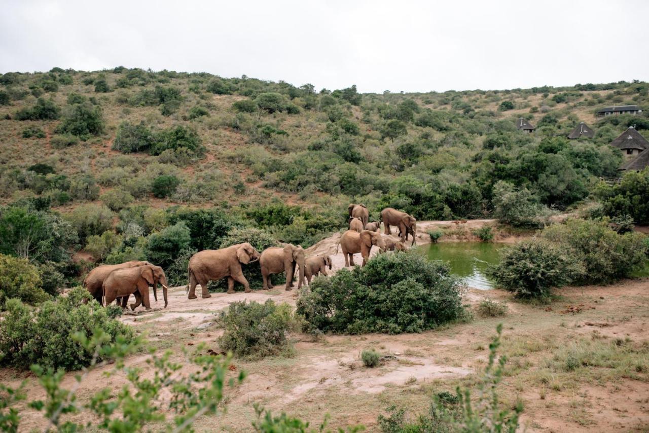 Bukela Game Lodge - Amakhala Game Reserve ภายนอก รูปภาพ