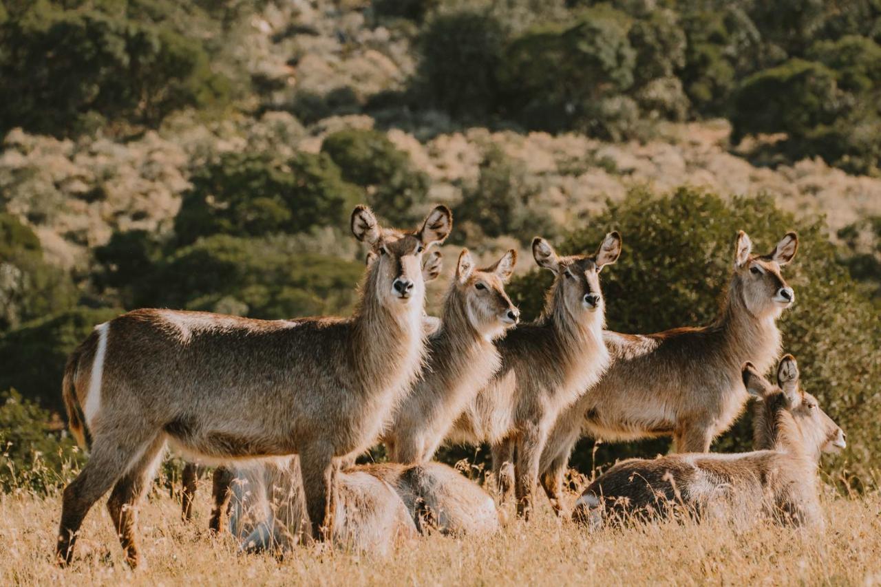 Bukela Game Lodge - Amakhala Game Reserve ภายนอก รูปภาพ