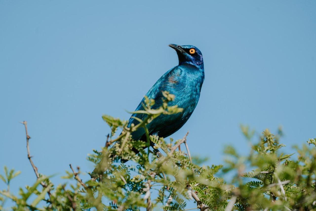 Bukela Game Lodge - Amakhala Game Reserve ภายนอก รูปภาพ