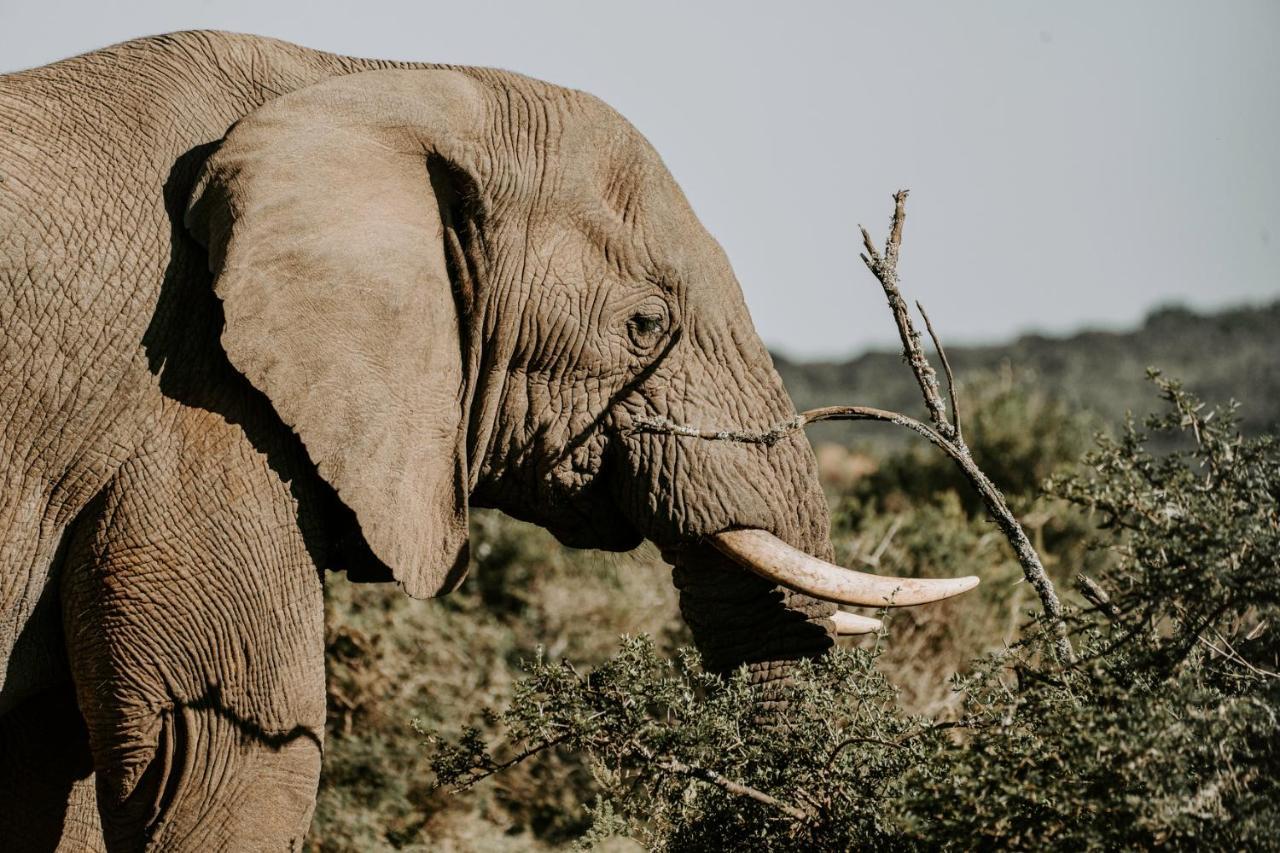 Bukela Game Lodge - Amakhala Game Reserve ภายนอก รูปภาพ