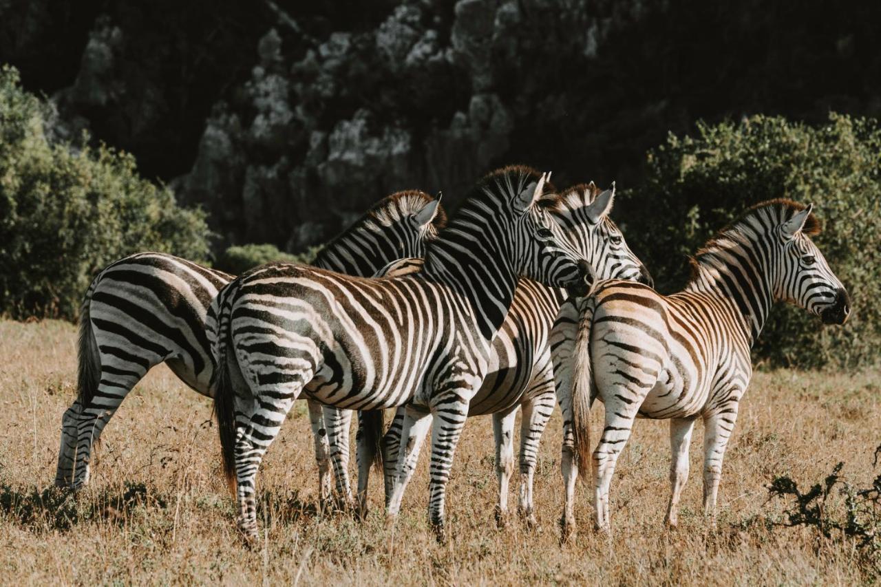Bukela Game Lodge - Amakhala Game Reserve ภายนอก รูปภาพ