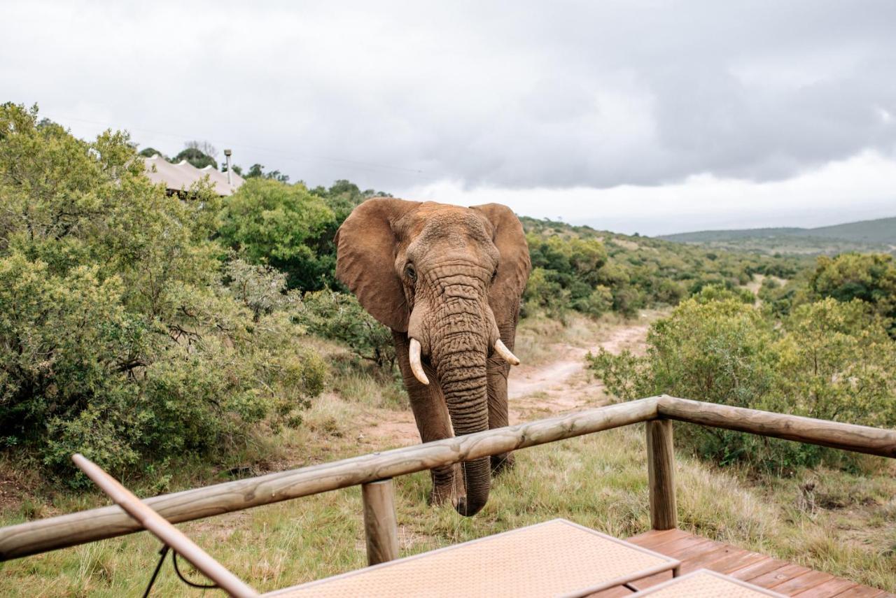 Bukela Game Lodge - Amakhala Game Reserve ภายนอก รูปภาพ