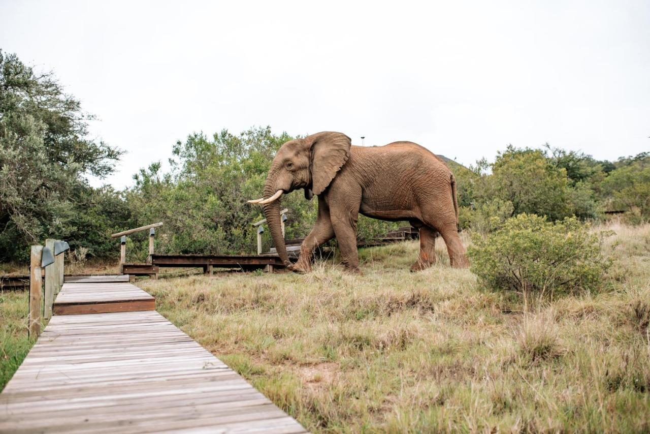 Bukela Game Lodge - Amakhala Game Reserve ภายนอก รูปภาพ