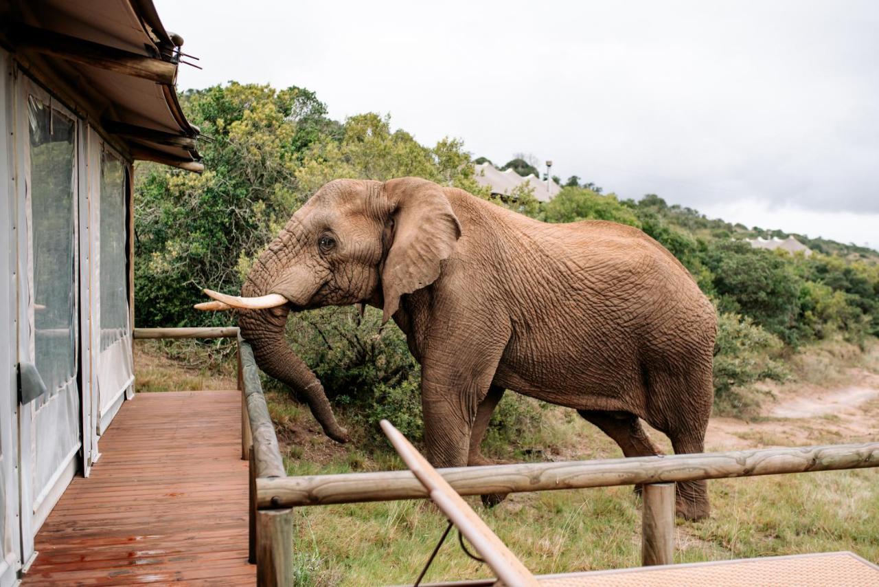 Bukela Game Lodge - Amakhala Game Reserve ภายนอก รูปภาพ