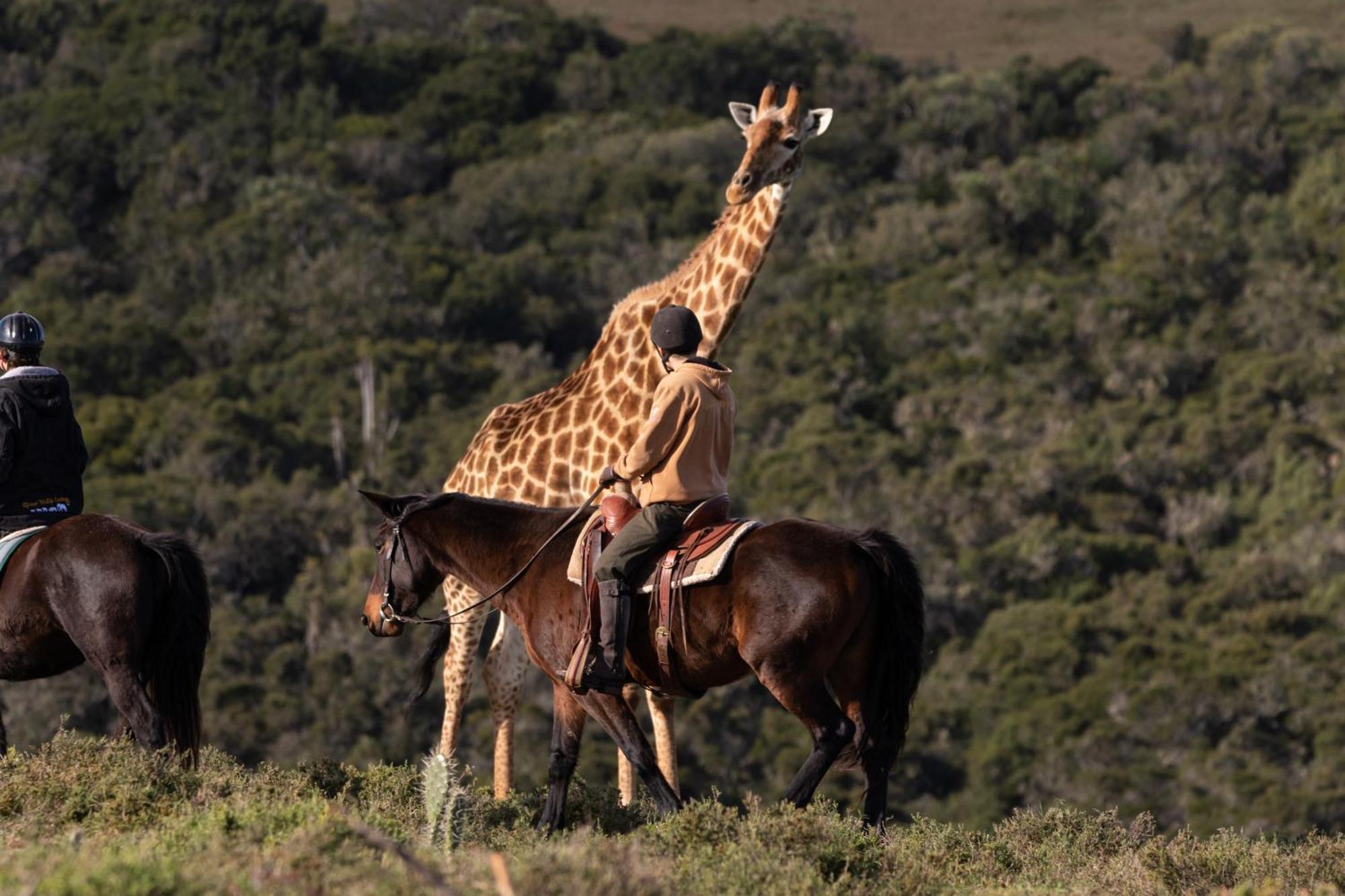 Bukela Game Lodge - Amakhala Game Reserve ภายนอก รูปภาพ