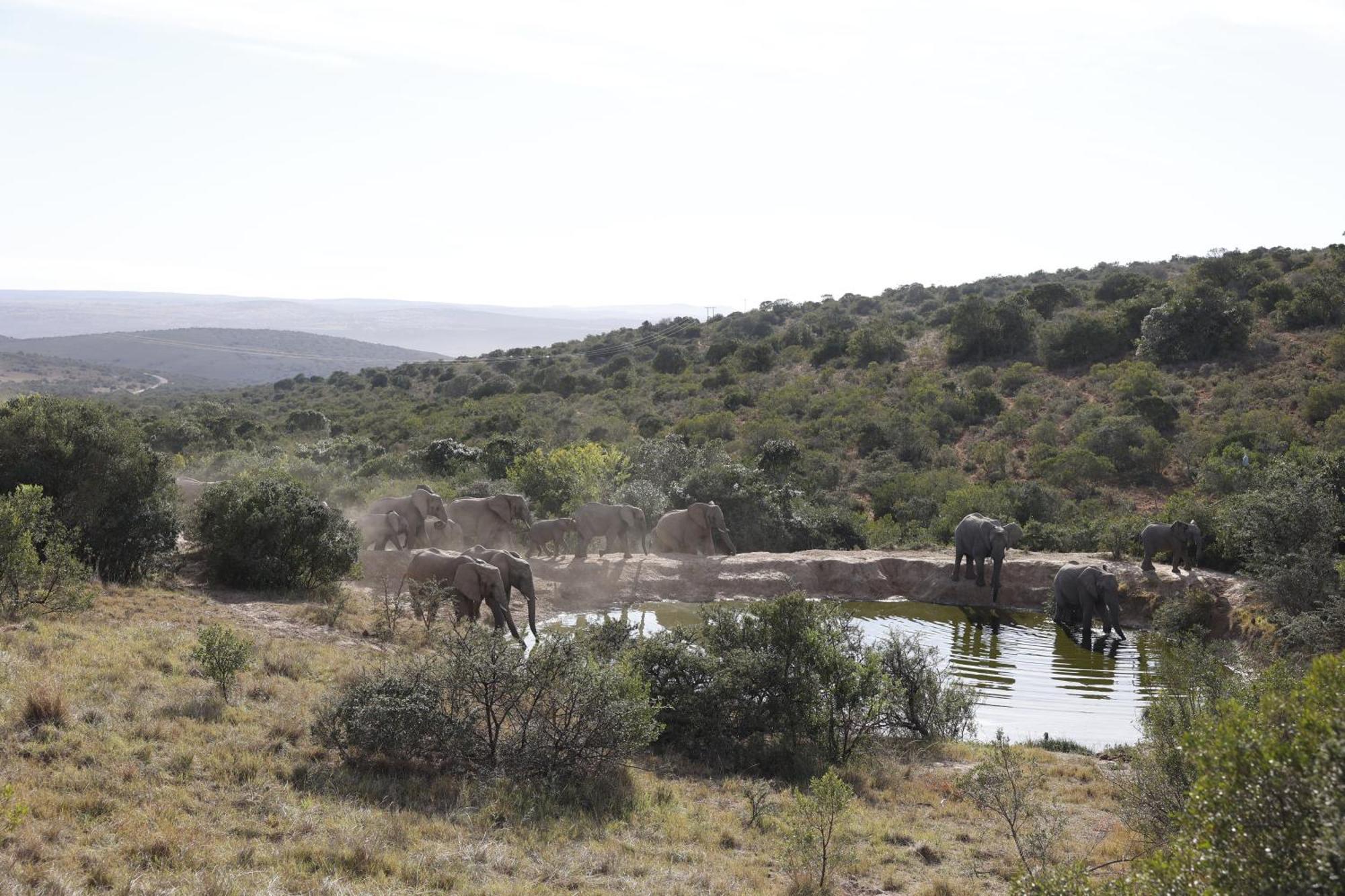 Bukela Game Lodge - Amakhala Game Reserve ภายนอก รูปภาพ