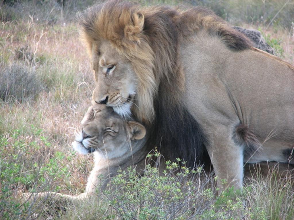 Bukela Game Lodge - Amakhala Game Reserve ภายนอก รูปภาพ