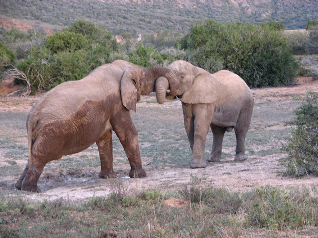 Bukela Game Lodge - Amakhala Game Reserve ภายนอก รูปภาพ