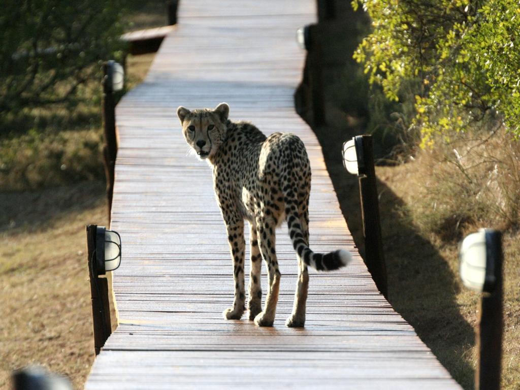 Bukela Game Lodge - Amakhala Game Reserve ภายนอก รูปภาพ