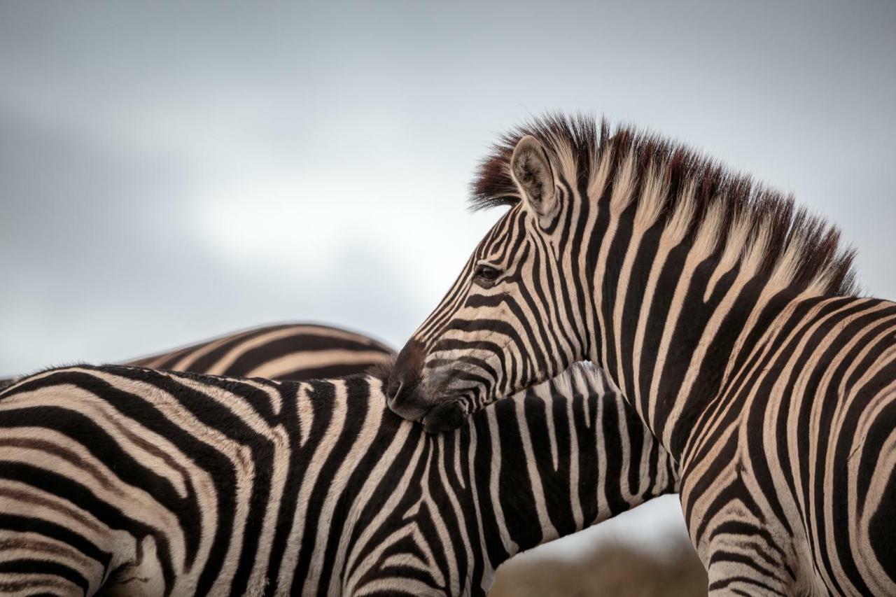 Bukela Game Lodge - Amakhala Game Reserve ภายนอก รูปภาพ