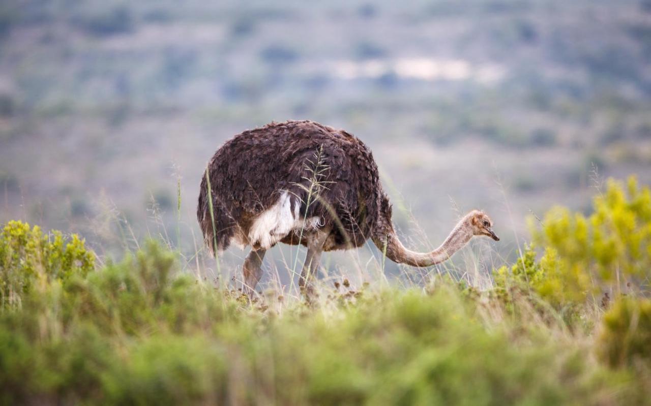 Bukela Game Lodge - Amakhala Game Reserve ภายนอก รูปภาพ